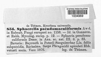 Mycosphaerella pseudomaculiformis image
